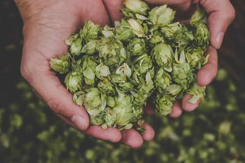 Green hops for beer