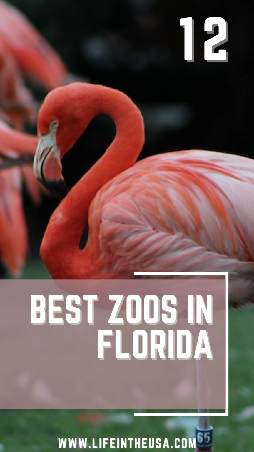 12 Of The Best Zoos In Florida - Life in the USA