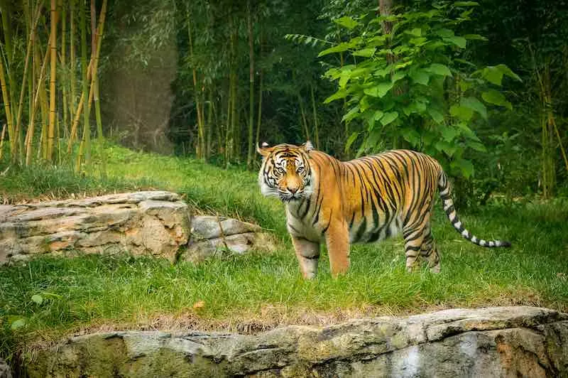 Male Sumatran Tiger zoo Nashville Tennesee