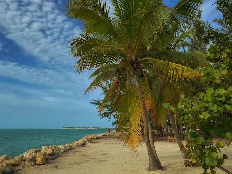 Palm Tree at Fort Zachary Taylor State Park, Key West, FL