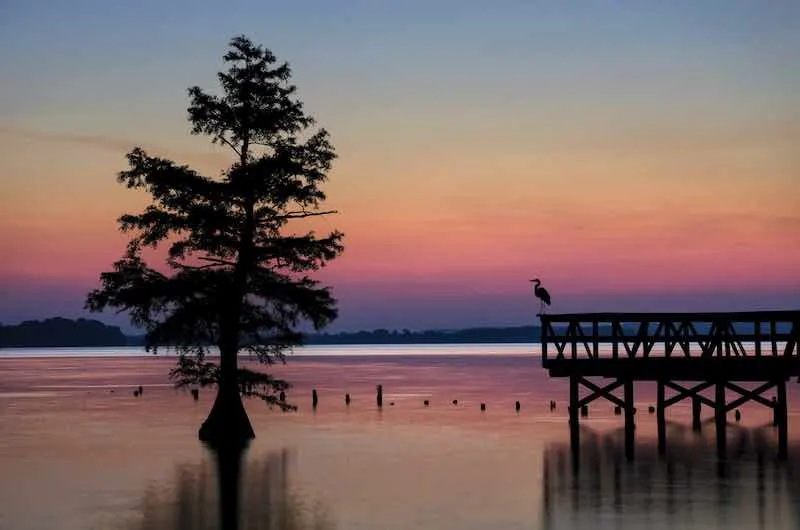 Reelfoot Lake Tennessee Bass Fishing Lakes