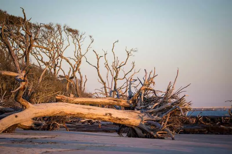 Sunrise on Talbot Island's driftwood beach in Jacksonville, FL