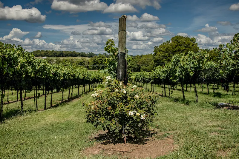 Arrington Vineyard in the summer