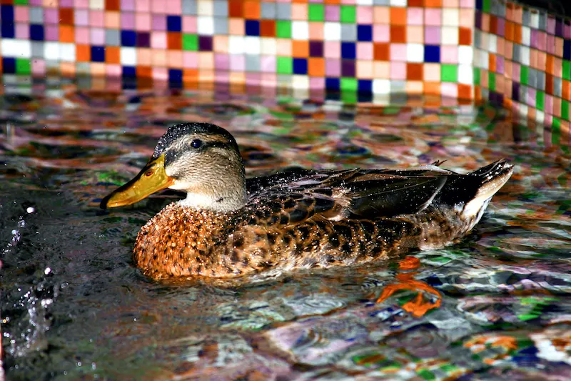 Peabody Hotel Duck Attraction