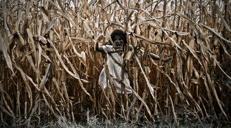 child of the corn halloween maze