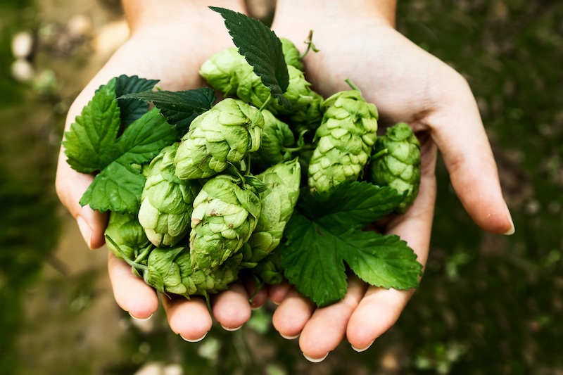 Hands of a girl holding a handful of hop cone