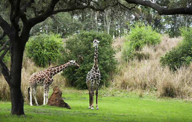 Two giraffes walking in animal kingdom park