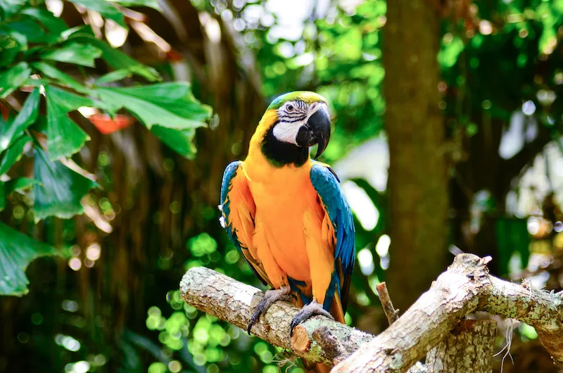 Best zoos in Florida