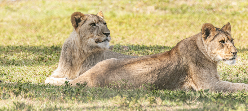 African Lion at Safari Park in Florida