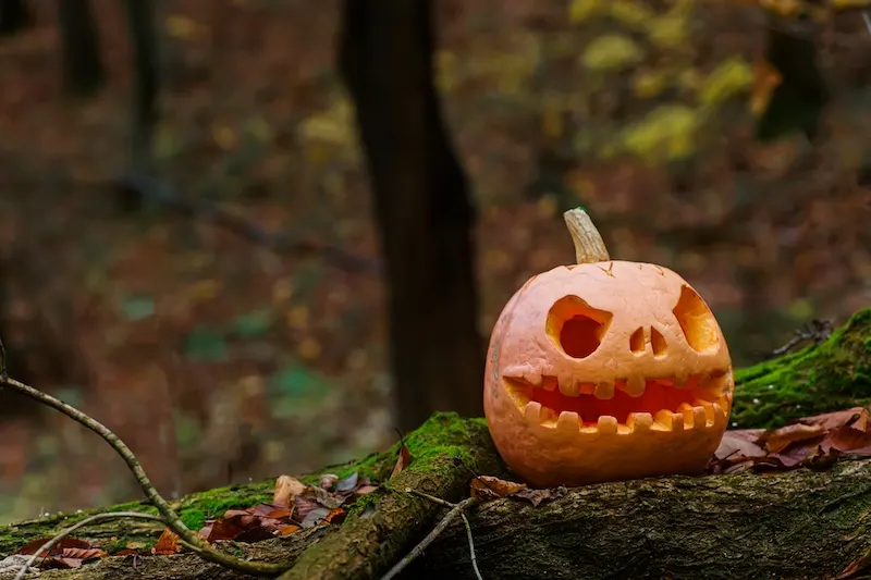 Carved pumpkin for Halloween.