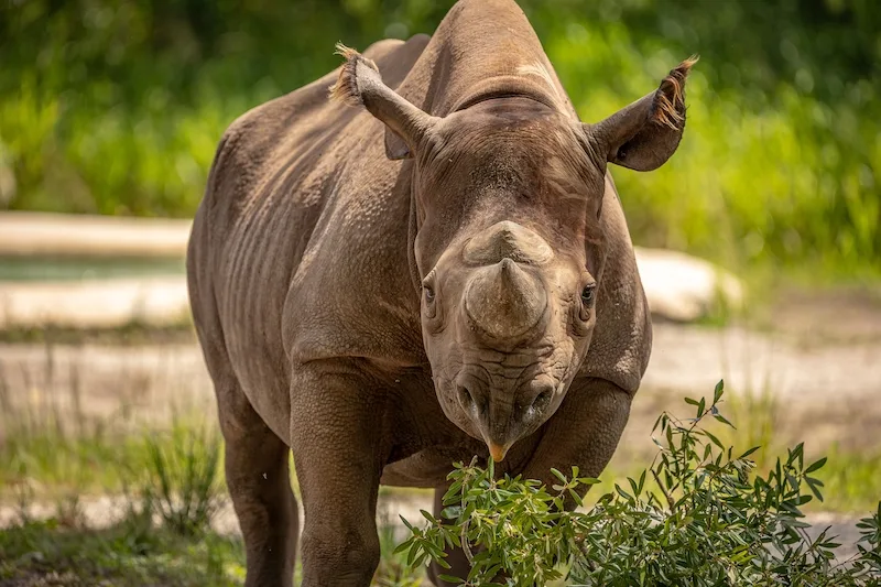 rhinoceros at the zoo Florida