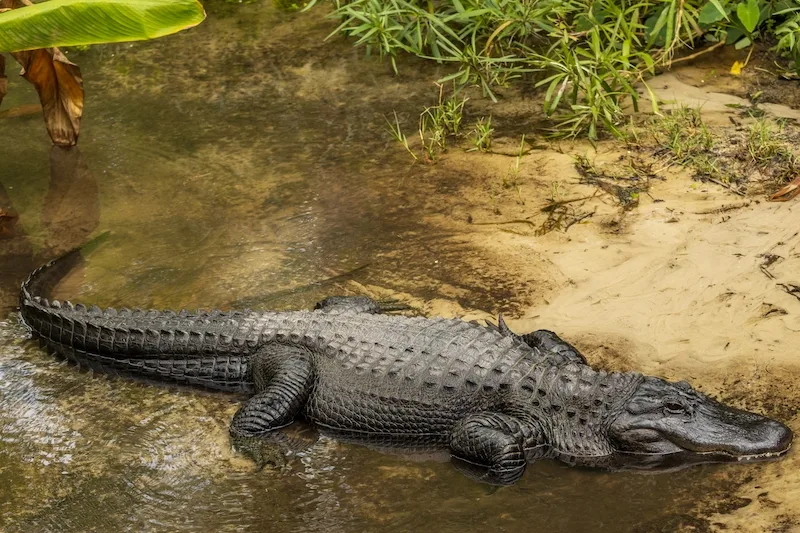 alligator in Florida zoo