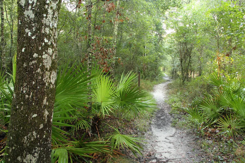 Trail along the Suwannee River in Suwannee River State Park in Northern Florida
