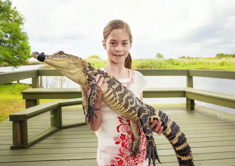 girl holding a crocodile near florida everglades
