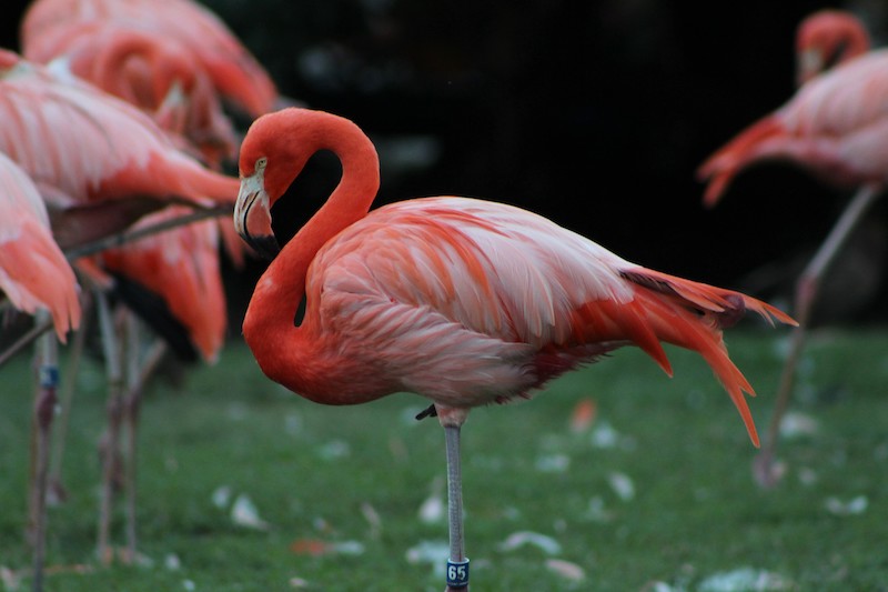 Flamingo in Busch Gardens, Tampa, Florida