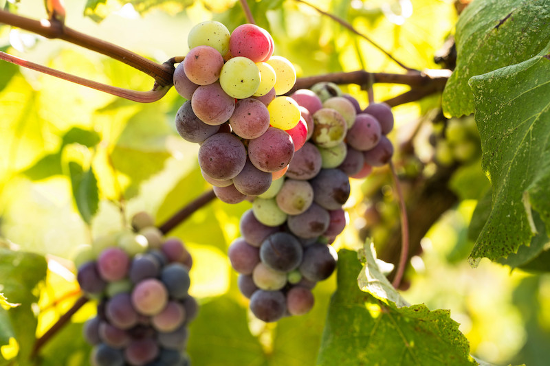 Grapes growing on a vine in a wine vineyard in east Tennessee