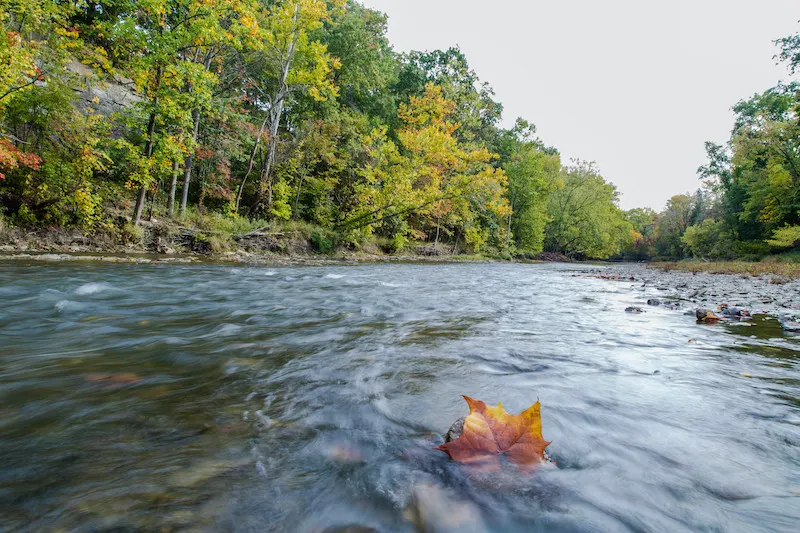 Ohio river leaf floating