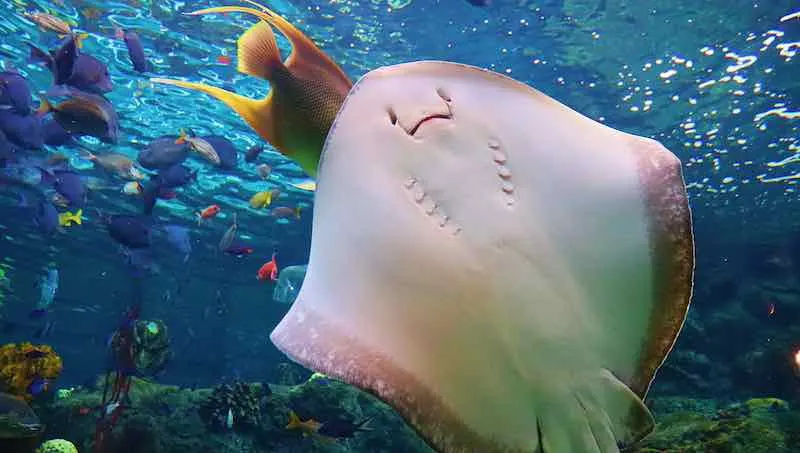 stingray at the Florida Aquarium, Tampa, FL.