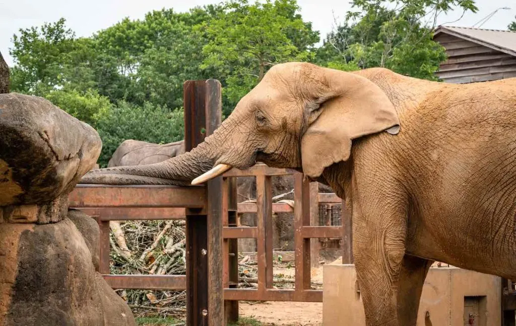 African Elephant as zoo specimen in Knoxville Tennessee