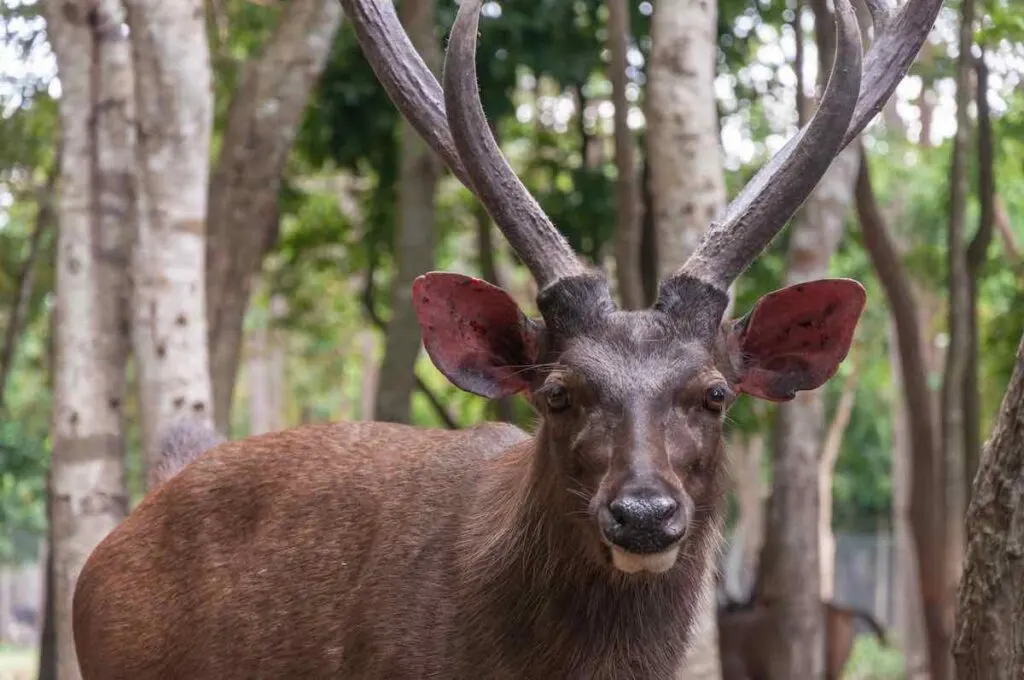 Closeup shot of a brown elk