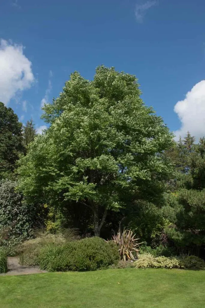 Best Trees To Plant In Indiana