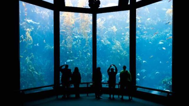 15 Best Aquariums In California You Need To Visit Life In The USA 15-best-aquariums-in-california-you-need-to-visit-life-in-the-usa