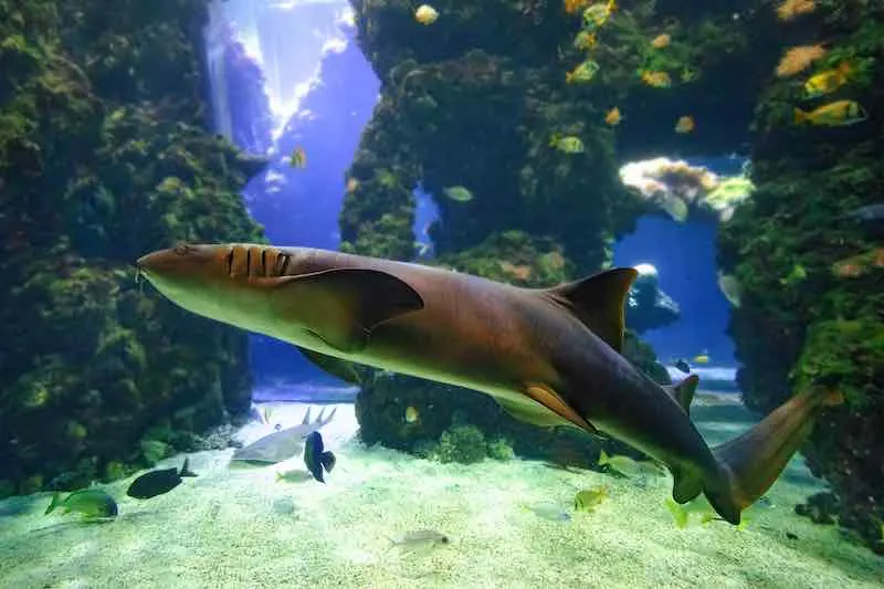 best aquarium in California