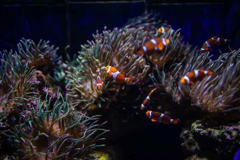 Orange clown fish with corals on aquarium