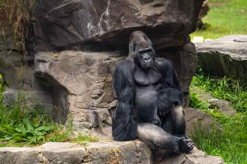 Oscar Jonesy (Silverback western lowland gorilla) at the San Francisco Zoo.