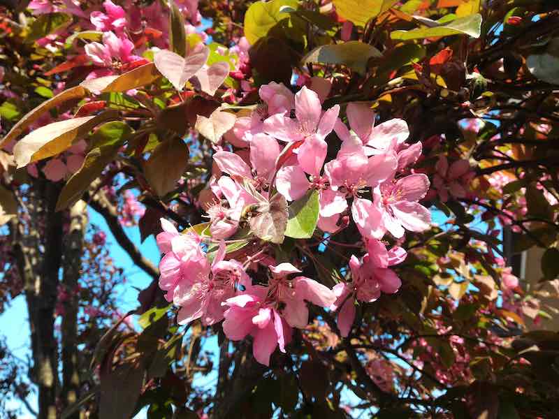 Prairiefire Crabapple pink blossoms