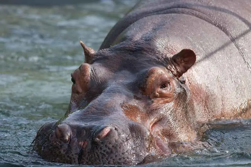adult hippo in the water
