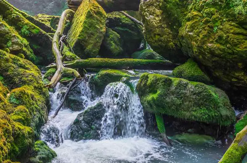 beautiful view in the forest with waterfalls