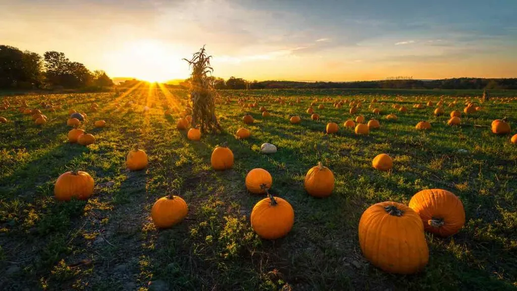 best pumpkin patch in Indiana