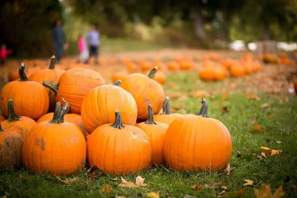 best pumpkin patches in Indiana 2022