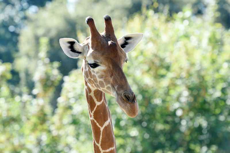  giraffes at zoo Califorina