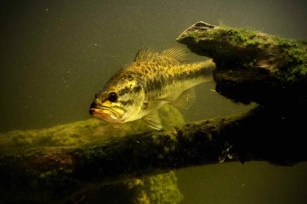 large mouth bass fish in freshwater lake