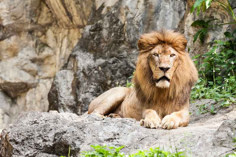 lion outside in California zoo