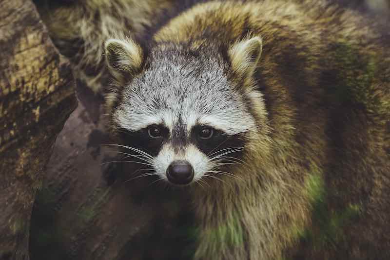 raccoon in a california zoo 