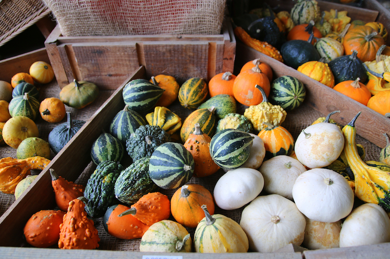 Colorful pumpkins with different shapes and sizes