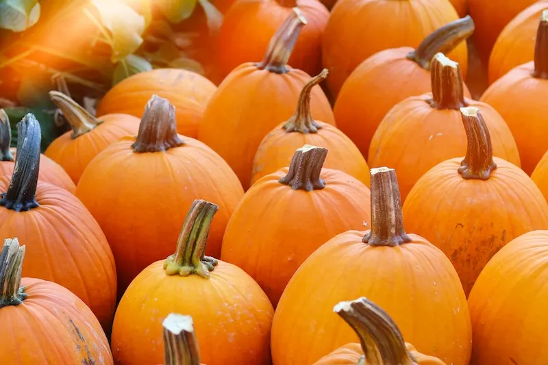 pumpkin patches cornmaze