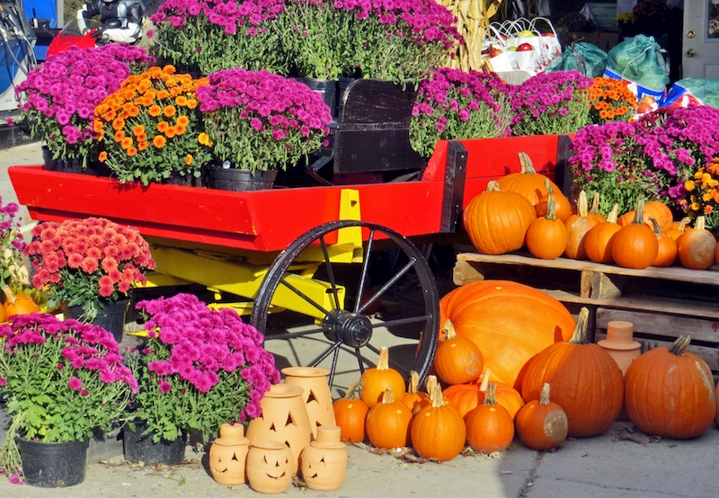 Chrysanthemums and pumpkins for sale at an outdoor market