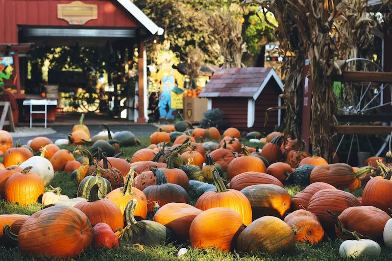 best pumpkin patches in Illinois