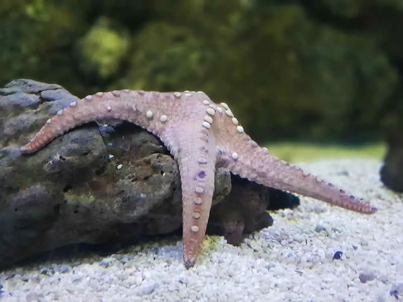 starfishs in aquarium