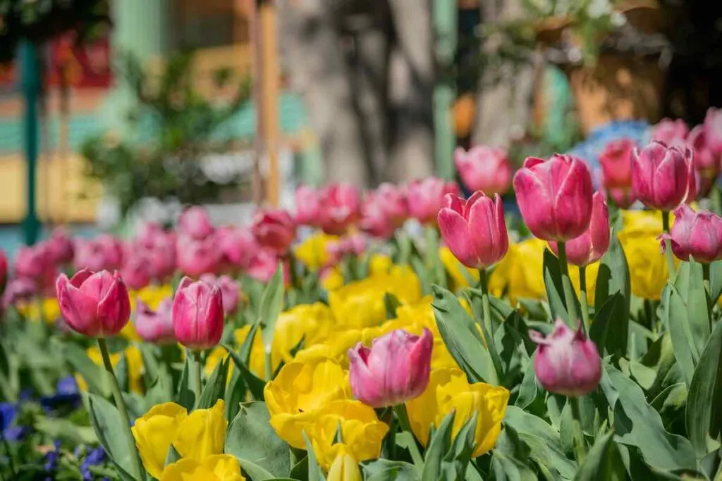 Morning view of colorful tulips blossom in downtown