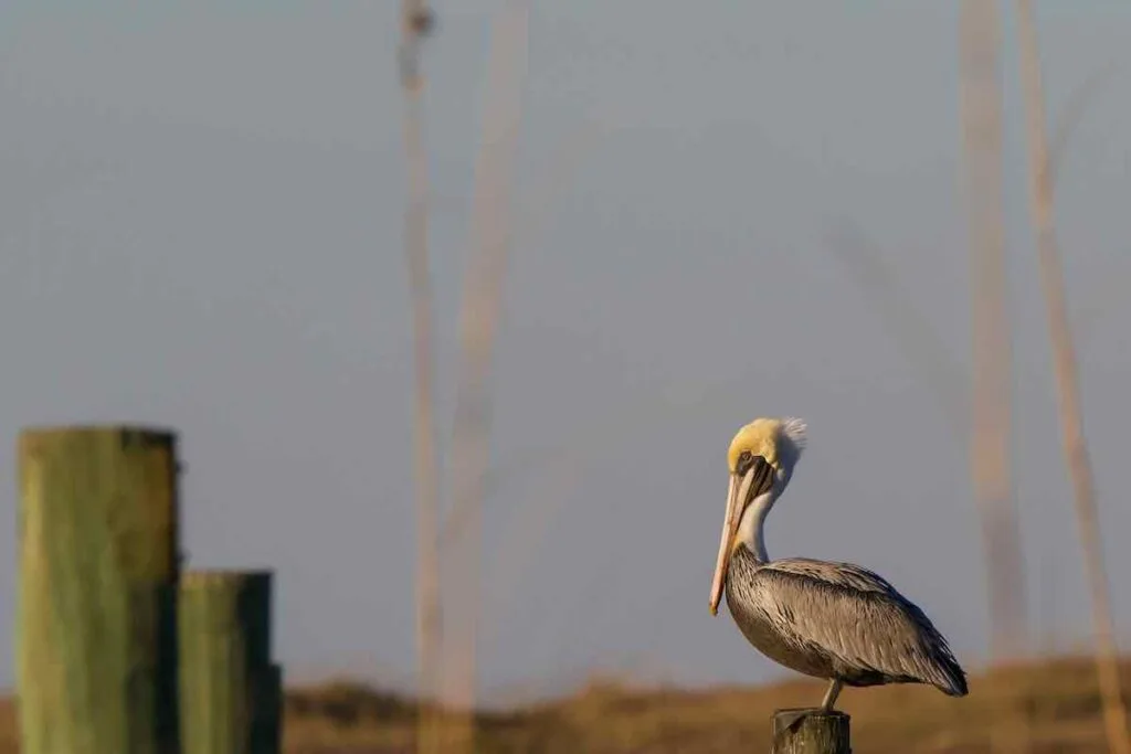 Pelican at the Beach