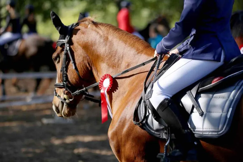 Show jumper horse wearing colorful award ribbon