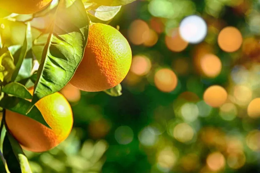 Best Fruit Trees For Southern California
