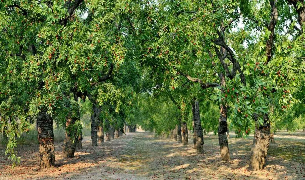 The jujube forest