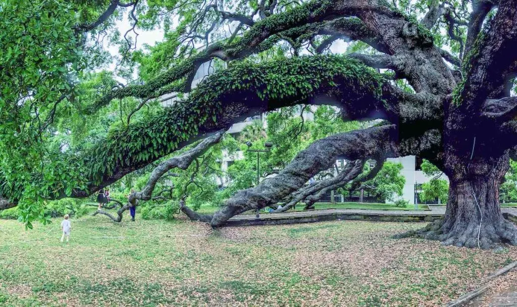 Treaty Oak Park panoramic view, Jacksonville, Florida