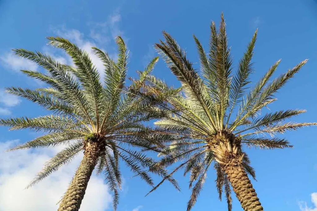 Twin palm trees reach for the sky in Jacksonville Beach, Florida